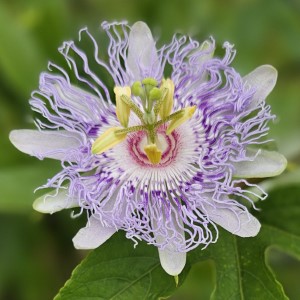 May Pop Passion Flower, Passion Vine, Passionflower, Passiflora incarnata